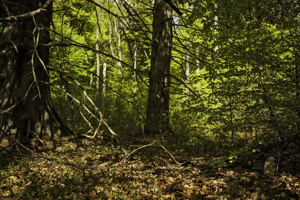 Marilá Dardot : A vida nos bosques, 2013