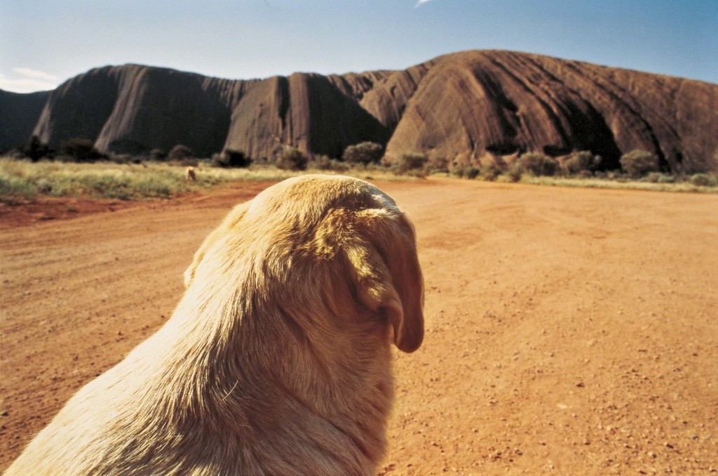 Wim Wenders : Dog on the Road to Ayers Rock 2, Uluru, 1977