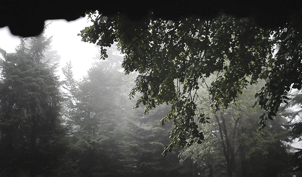 Julien Douvier : Nature 09