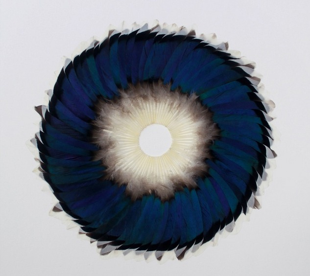 Kate MccGwire : Sepal Speculum (Plumes), 2012