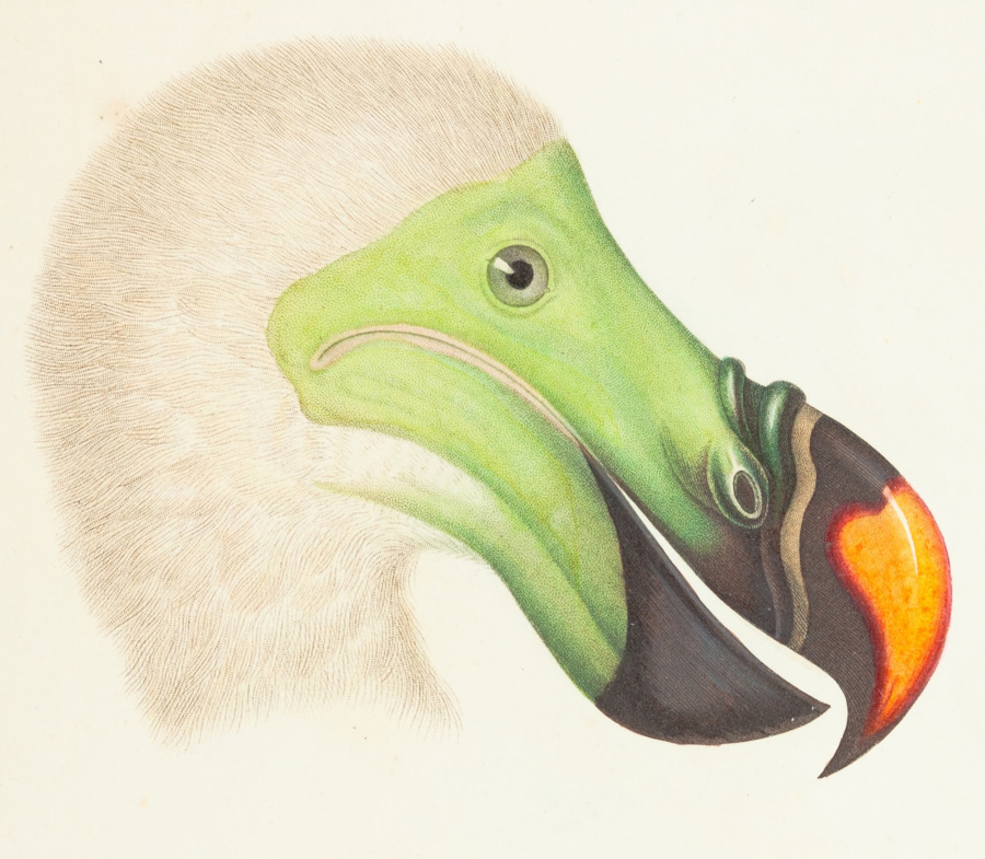 Paul Gervais : Dodo, Atlas de zoologie
