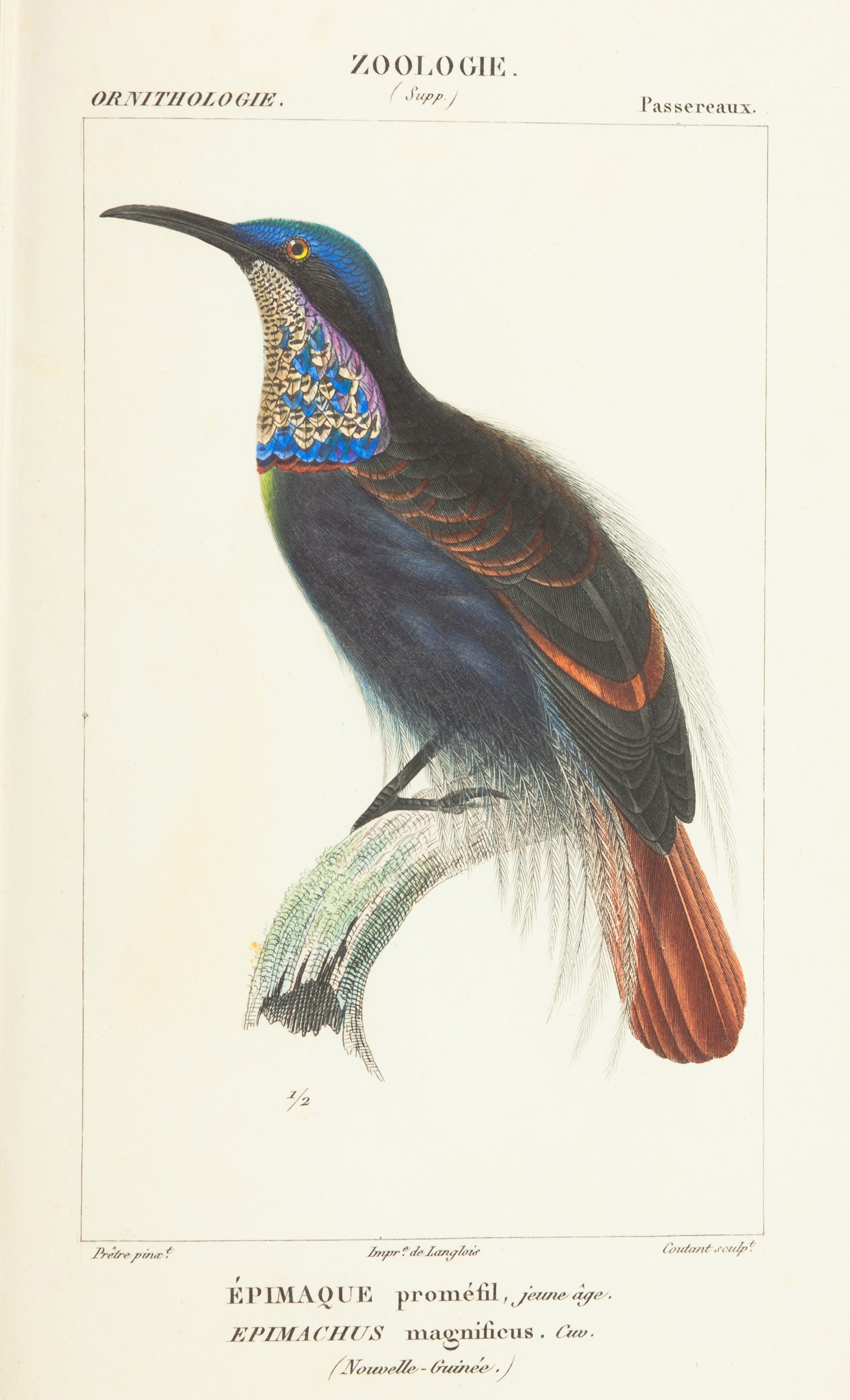 Paul Gervais : Épimaque, Atlas de zoologie