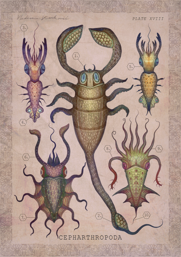 Vladimir Stankovic : Cepharthropoda
