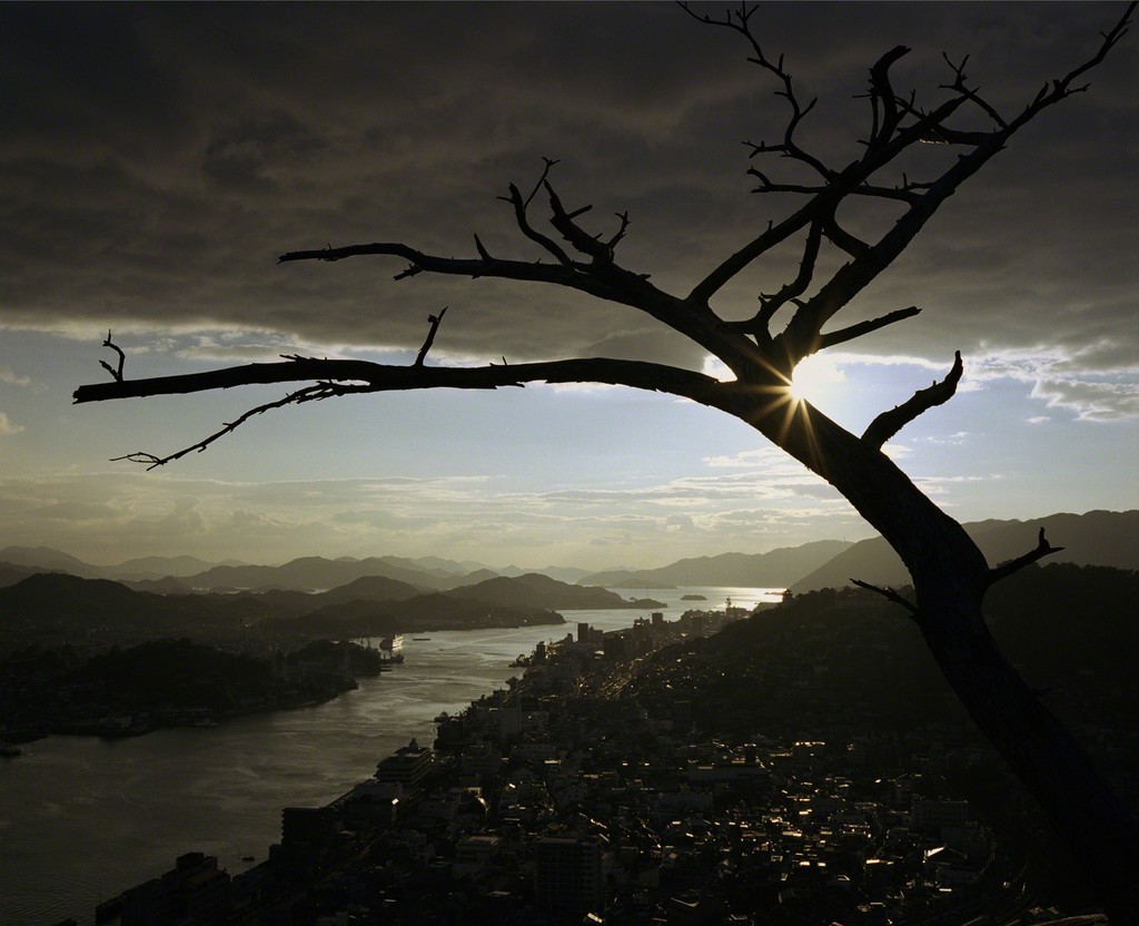 Wim Wenders : The Dead Tree, 2005